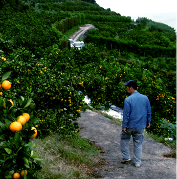 やまだ果樹園,山田果樹園,農園紹介